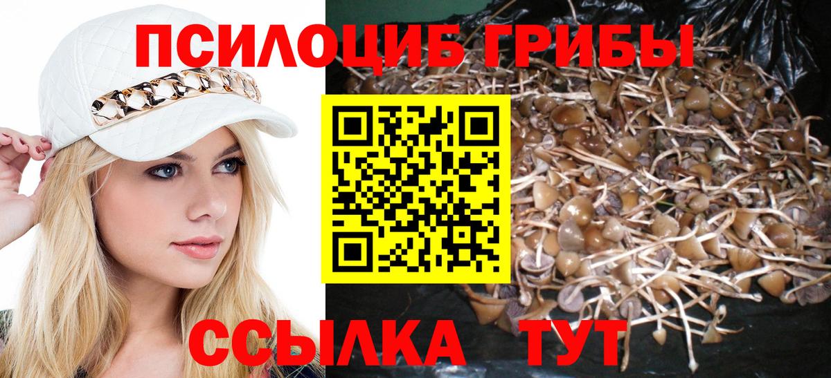 Артём  Галлюциногенные грибы Psilocybe  как найти   Галлюциногенные грибы Psilocybine cubensis  Вход с VPN 